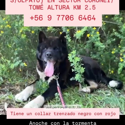Foto 1/1 Bruno Perro perdido en Conadillo Tome