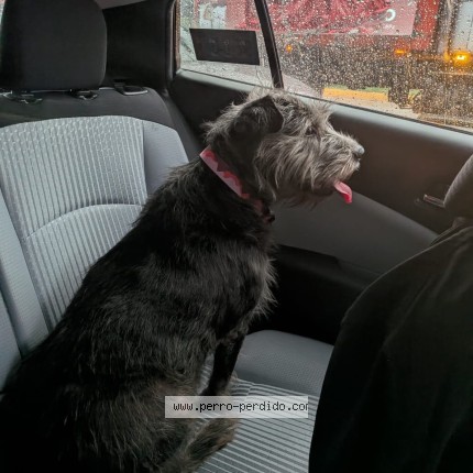 Foto 1/1 Perro encontrado Encontrado en Cdmx