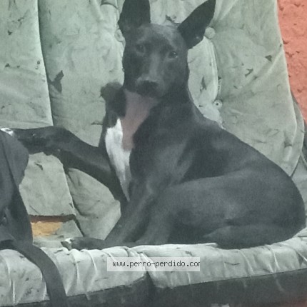 Foto 1/1 luna Perro perdido en Ciudad Evita