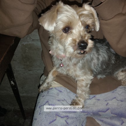 Foto 1/1 Perro encontrado Encontrado en Berazategui