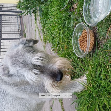 Foto 1/1 Perro encontrado Encontrado en Castelar