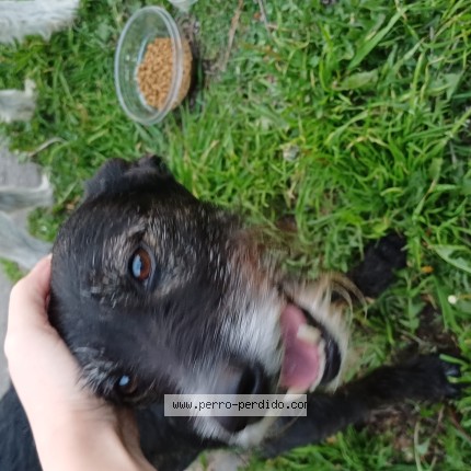 Foto 1/1 Perro encontrado Encontrado en Castelar