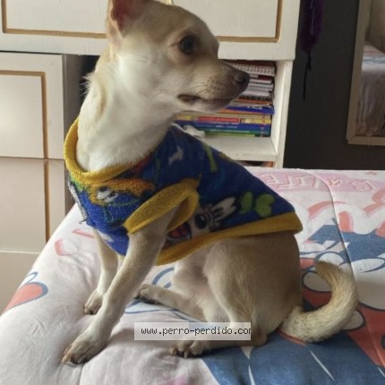 Foto 1/1 Perro encontrado Perdido en La Cisterna
