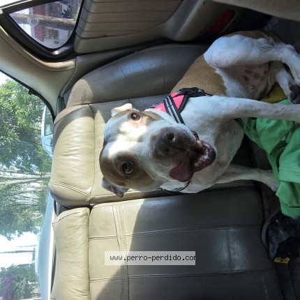 Foto 1/1 Perro encontrado Encontrado en Puebla