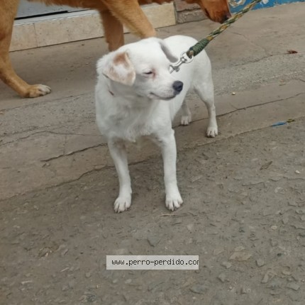 Foto 1/1 cloee Perro perdido en Bogota