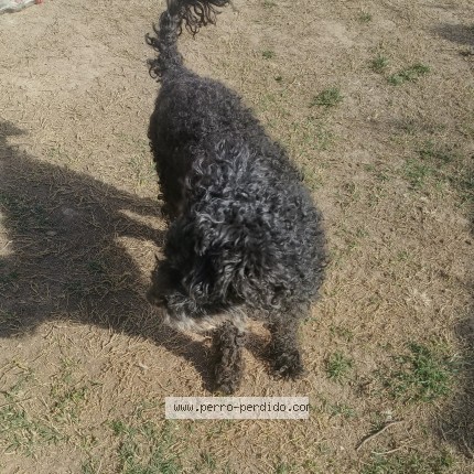 Foto 1/1 Perro encontrado Encontrado en Cordoba Capital