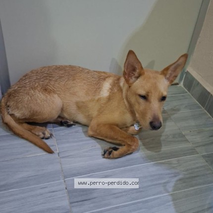 Foto 1/1 no tiene nombre aun Perro perdido en Santiago De Queretaro