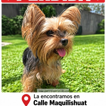 Foto 1/1 Perro encontrado Encontrado en San Salvador