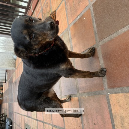 Foto de perro encontrado en Palmares De La Coronilla