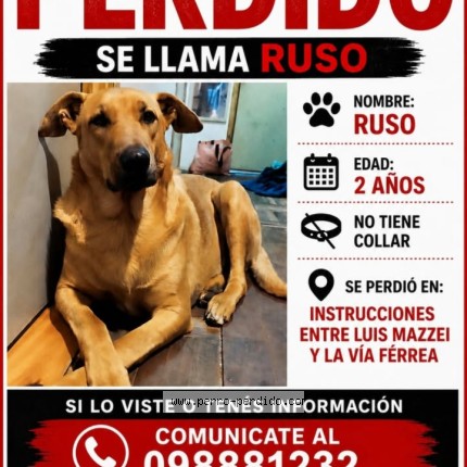 Foto 1/1 Ruso Perro perdido en Montevideo