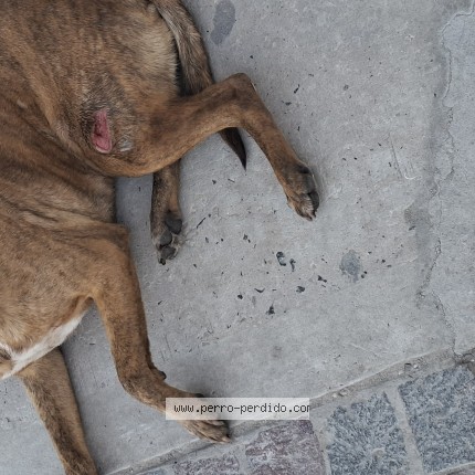 Foto de perro encontrado en Grand Bourg