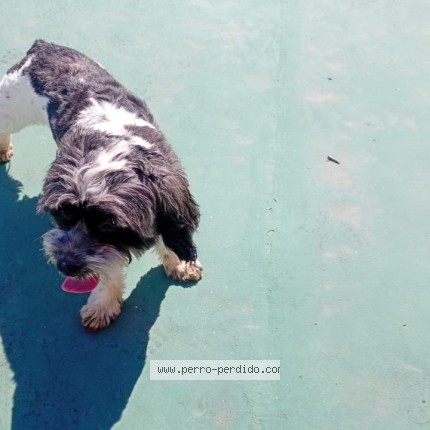 Foto 1/3 Perro encontrado Encontrado en Caba