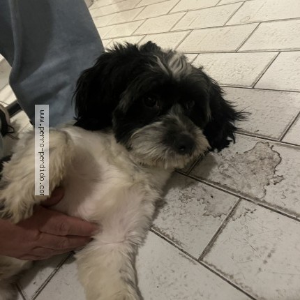 Foto 2/3 Perro encontrado Encontrado en Caba
