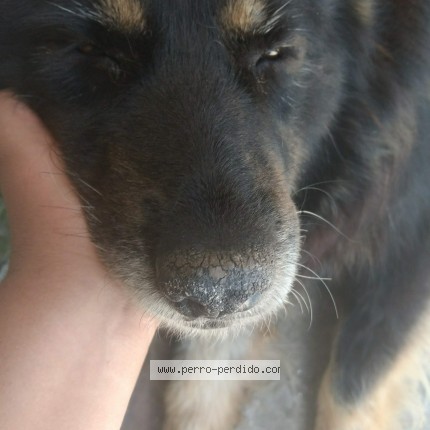 Foto 1/1 cindy Perro perdido en Buenos Aires