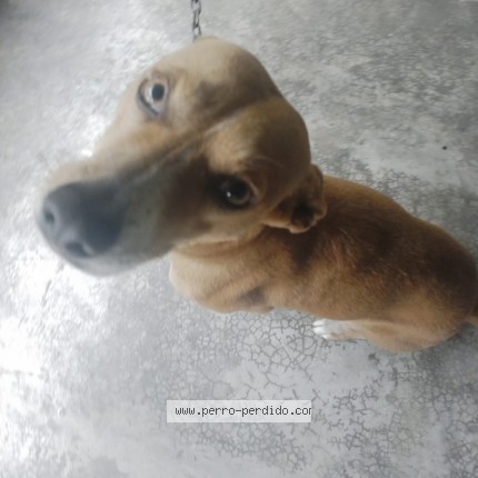 Foto 1/1 canela Perro perdido en Cordoba Veracruz