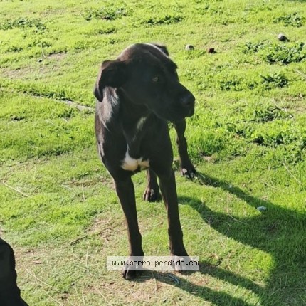 Foto de perro encontrado en Lo Espejo