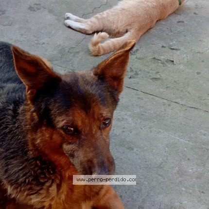 Foto 1/1 Leonel Perro perdido en Almirante Brown