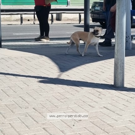 Foto de perro encontrado en Santiago