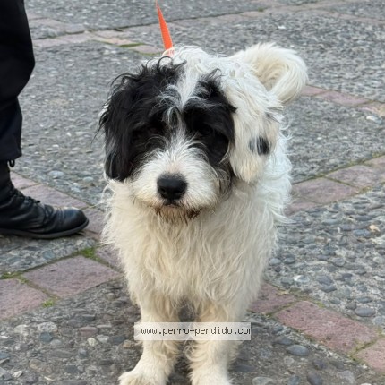 Foto 1/1 Perro encontrado Encontrado en Vitacura