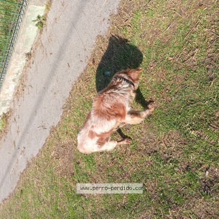 Foto 1/1 Perro encontrado Encontrado en Mar Del Plata 7600 General Pu