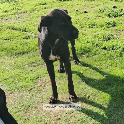 Foto de perro encontrado en Lo Espejo