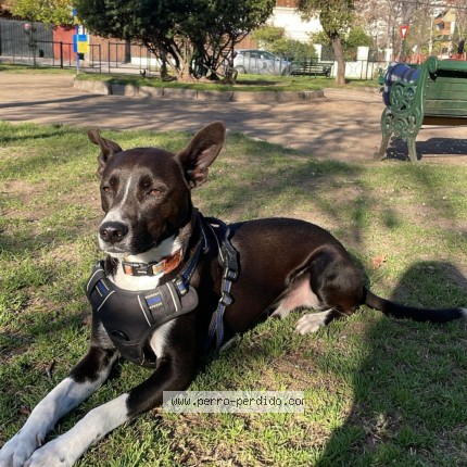 Foto 1/1 Calcetin Perro perdido en Providencia