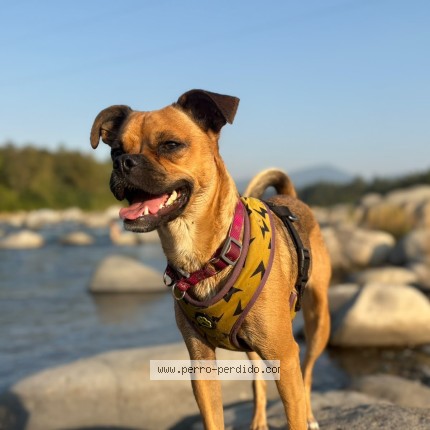 Foto de perro perdido en Santiago