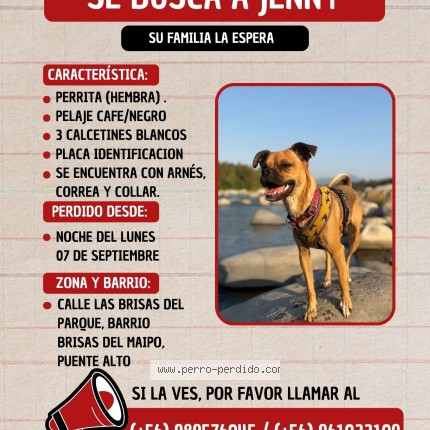 Foto de perro perdido en Puente Alto Santiago