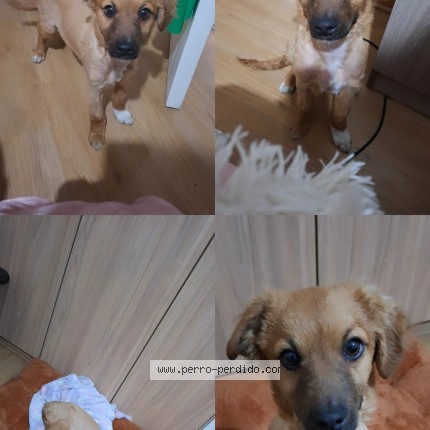 Foto 1/1 Perro encontrado Encontrado en Santiago