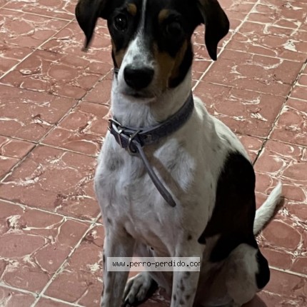 Foto 1/1 Akira Perro perdido en Veracruz