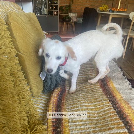 Foto de perro perdido en Santiago