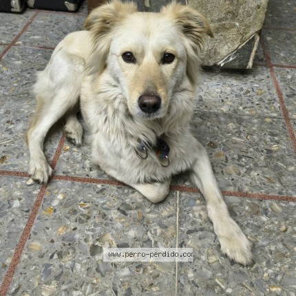 Foto 1/1 Perro encontrado Encontrado en San Justo