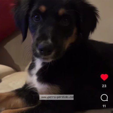Foto de perro perdido en Limache