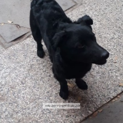 Foto de perro perdido en Santiago