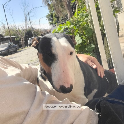 Foto 1/1 Kira Perro perdido en Barracas