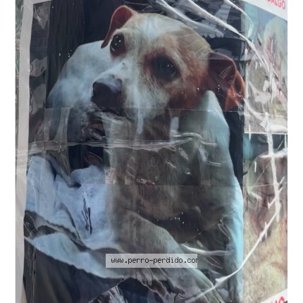 Foto de perro perdido en Cdmx Estado De Veracruz Cp 1049