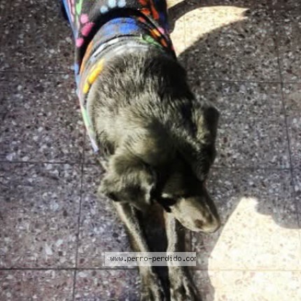 Foto de perro perdido en El Bosque