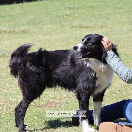 Foto 1/1 Facha Perro perdido en Mendoza