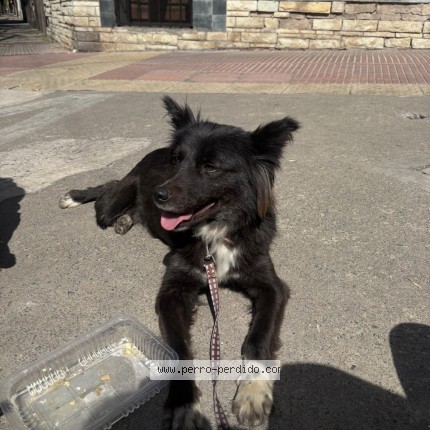 Foto 1/1 Perro encontrado Encontrado en Flores