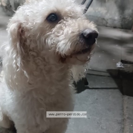 Foto de perro perdido en Chile