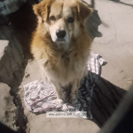 Foto 1/1 Perro encontrado Encontrado en Jose C Paz