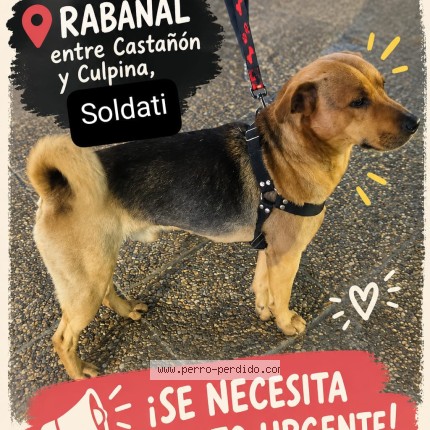 Foto de perro encontrado en Villa Soldati