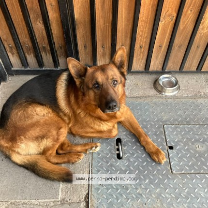 Foto 1/1 Perro encontrado Encontrado en Puente Alto