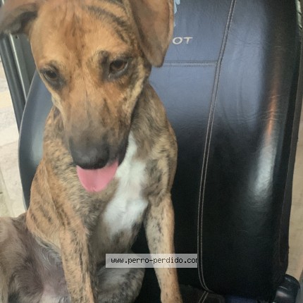 Foto 1/1 pichu Perro perdido en Neuquen
