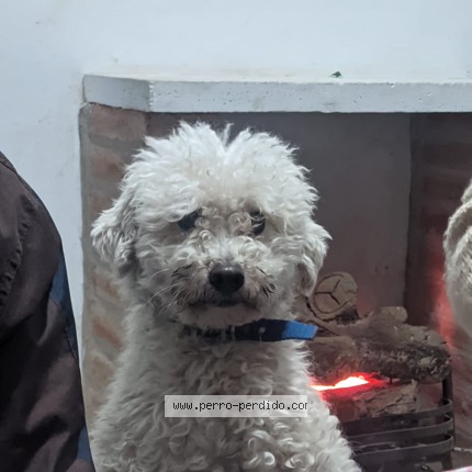 Foto 1/1 simon Perro perdido en Cordoba