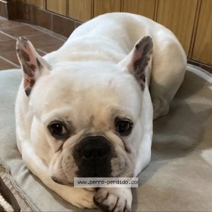 Foto 1/1 Stark Perro perdido en Ezeiza