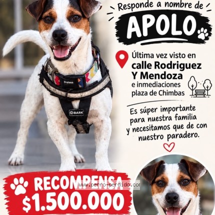 Foto 1/3 apolo Perro perdido en Chimbas San Juan