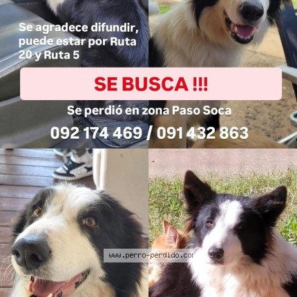 Foto 1/1 CATRIEL Perro perdido en Paso Soca