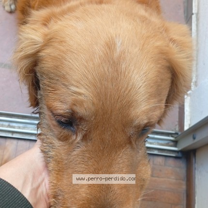Foto 1/1 Perro encontrado Encontrado en Nueva Cordoba