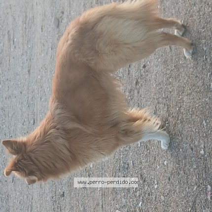 Foto de perro encontrado en Capital